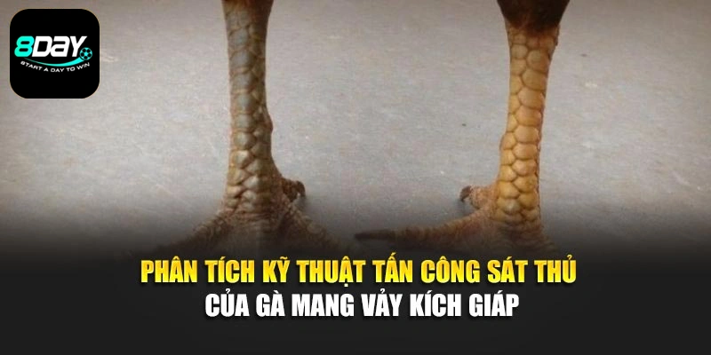 Phân tích kỹ thuật tấn công sát thủ của gà mang vảy kích giáp
