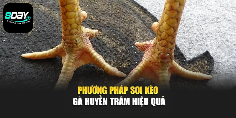 Phương pháp soi kèo gà huyền trâm hiệu quả