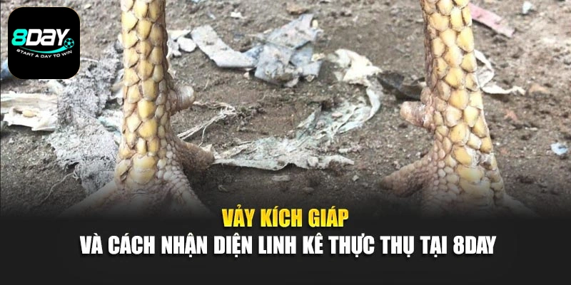 Vảy Kích Giáp Và Cách Nhận Diện Linh Kê Thực Thụ Tại 8day